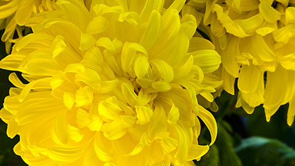 Fototapeta premium Yellow Glory