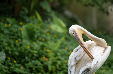 pelican