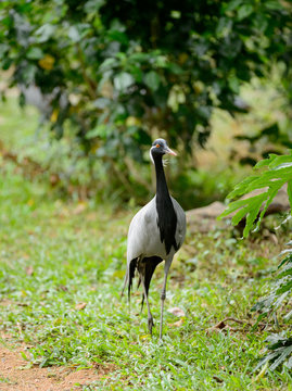 demoiselle crane