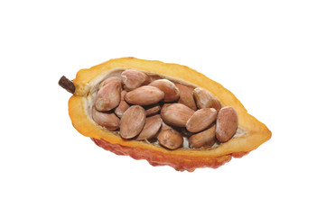 cacao beans on white