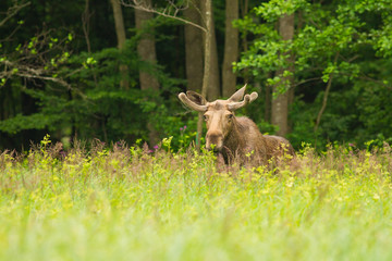 Puszcza Białowieska - Łoś  © Marcin Zakrzewski