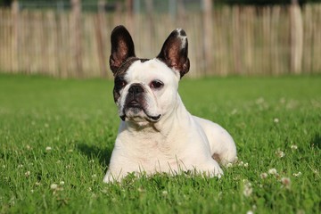 Fototapeta premium Französische Bulldogge liegt im Garten