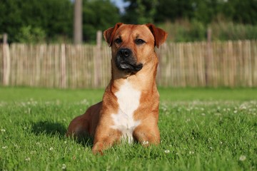 brauner mischling liegt im garten