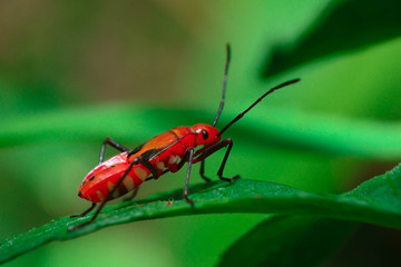 a insect on a leaf 