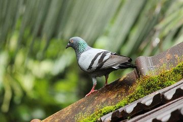 a bird on top of the roof