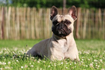 Fototapeta premium Französische Bulldogge liegt im Garten