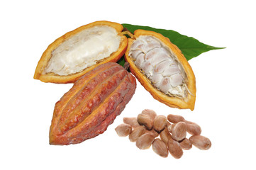 Fresh Cacao fruit and cacao beans