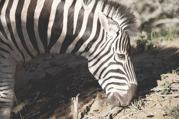 Fototapeta na wymiar in south africa wildlife nature reserve and zebra