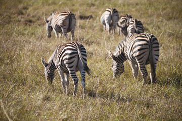  in south africa     wildlife  nature  reserve and  zebra