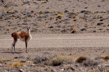 Roadside Guanaco in Argentina