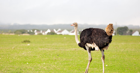  in south africa     wildlife  nature  reserve and   ostrich