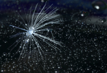 Obraz premium Water drops on dandelion flowers seed on black background.