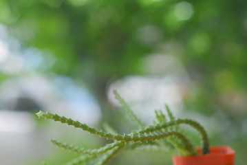 Green cactus on green background.