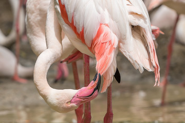 The flamingo is using its bill to preen the feathers.