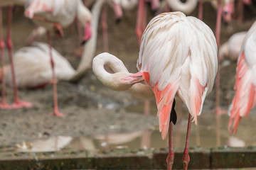 The flamingo is using its bill to preen the feathers. - obrazy, fototapety, plakaty