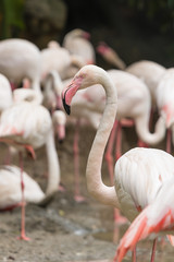 Flamingo head shot - obrazy, fototapety, plakaty