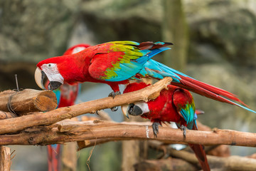 A red and blue macaw is nibbling the wooden branch with its bill.