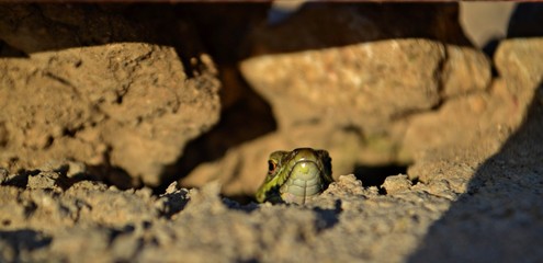 Little lizard behind the wall, closeup photography
