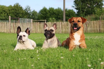drei tierische freunde liegen im garten