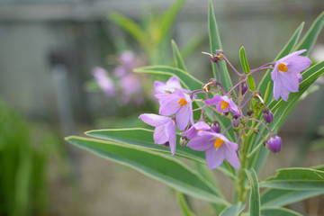 6月初夏 ルリヤナギの花