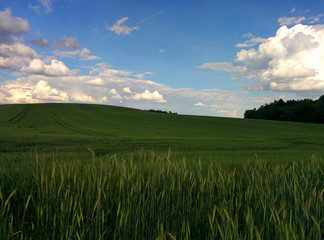 Obraz premium green young wheat