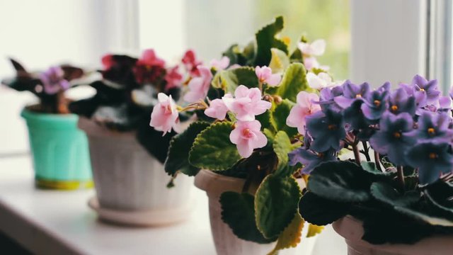 Beautiful, blooming, tender violet, red, pink violets bloom in pot on the windowsill