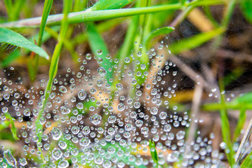 web with drops of dew and a spider on