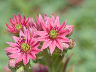 Fototapeta premium Blühender Hauswurz, Sempervivum