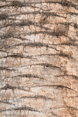 Texture of palm bark, with light brown colors