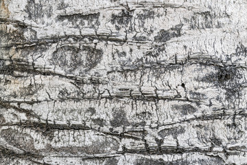 Obraz premium Tree bark texture on white wood