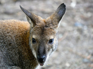 Wallaby de Bennett