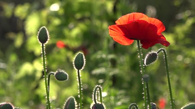 May poppies in the meadow.Lonely poppy.A bright red poppy, attracts bees.