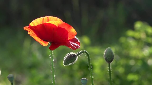 May poppies in the meadow.Lonely poppy.A bright red poppy, attracts bees.