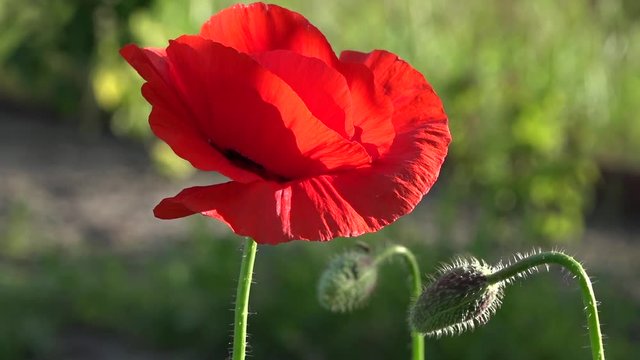 May poppies in the meadow.Lonely poppy.A bright red poppy, attracts bees.