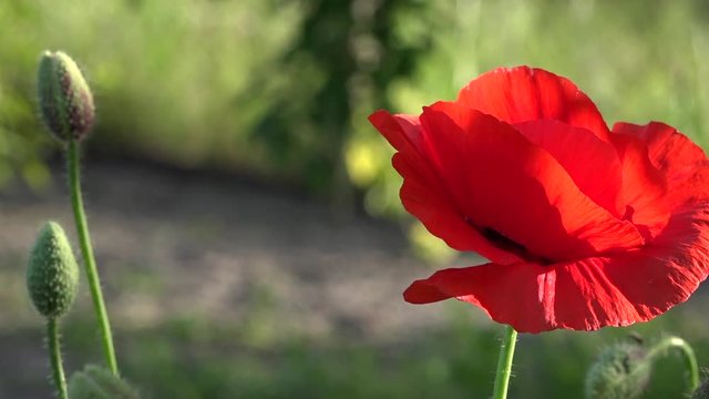 May poppies in the meadow.Lonely poppy.A bright red poppy, attracts bees.