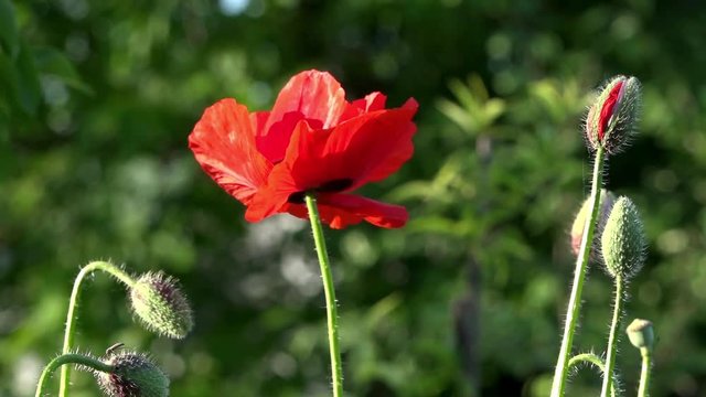 May poppies in the meadow.Lonely poppy.A bright red poppy, attracts bees.