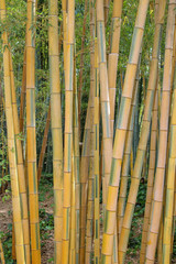 Fototapeta premium Bambous jaunes
