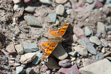 Satyr Comma Butterfly (Polygonia satyrus) in Glacier National Park 