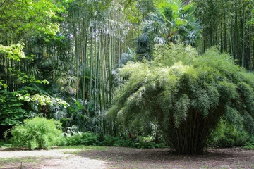 Cercles muraux Bambou Forêt de bambous