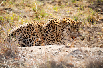 Fototapeta na wymiar in south africa kruger natural park wild leopard