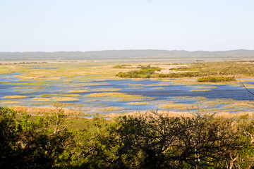   in south africa   pond lake  nature  reserve and bush