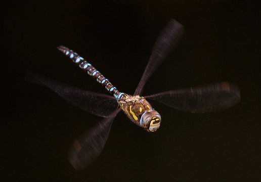Solitary Dragonfly
