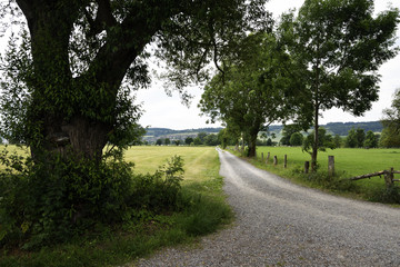 Pfad durch gruene Wiese mit Baeumen, Path through green meadow with trees
