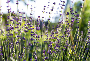 Lavender grows in the field. The beginning of flowering.
