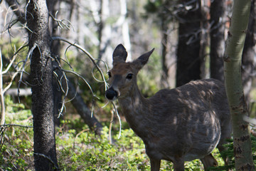 A Mule Deer Doe Shoes Alarm in Glacier National Park