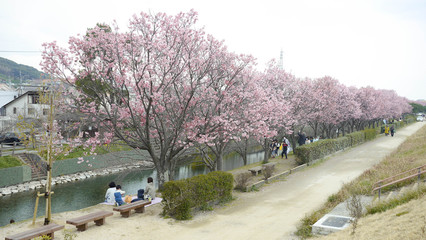 桜並木のお花見