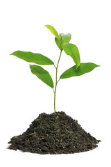 Young plant on a white background