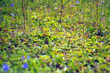Field of raspberry at the forest