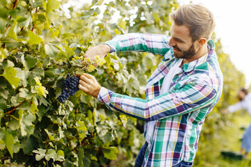 Young man working in the vineyard