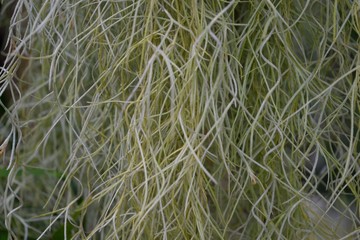 サルオガセモドキ 毛のアップ